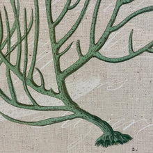 Load image into Gallery viewer, Paragon 'Gorgonia On Linen II'