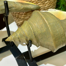 Load image into Gallery viewer, Set/2 Uttermost Conch Shells