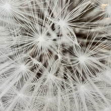 Load image into Gallery viewer, Uttermost 'Seedhead Dandelion' Art