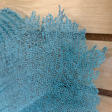 Load image into Gallery viewer, SM Glass Framed Sea Fan