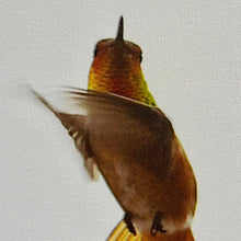 Load image into Gallery viewer, Kat Livengood Hummingbird Canvas
