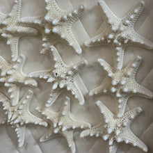 Load image into Gallery viewer, Paragon Starfish Shadowbox II