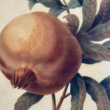 Load image into Gallery viewer, Silver Framed Botanical II
