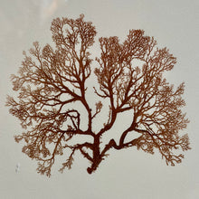 Load image into Gallery viewer, Botanical Print II Art
