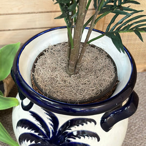 Palm In Pot