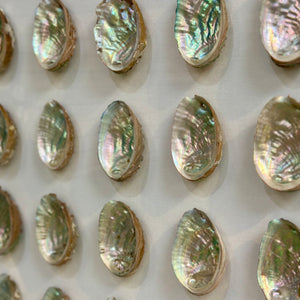Framed Shell Art