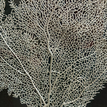 Load image into Gallery viewer, Framed Silver Coral
