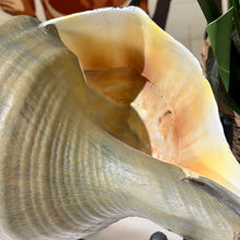 Load image into Gallery viewer, Set/2 Uttermost Conch Shells
