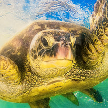 Load image into Gallery viewer, Vibrant Tempered Glass Sea Turtle
