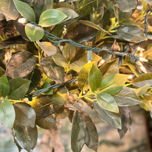 Load image into Gallery viewer, Faux Ficus W/Lights
