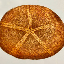 Load image into Gallery viewer, Sea Urchin Framed Art

