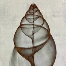 Load image into Gallery viewer, Black Framed Shell Art II
