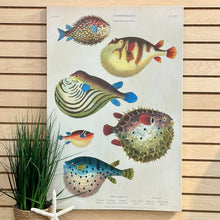 Load image into Gallery viewer, Fish Canvas Art
