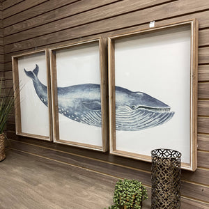 Framed Whale Triptych