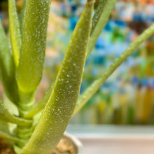 Load image into Gallery viewer, Faux Aloe In Grey Pot
