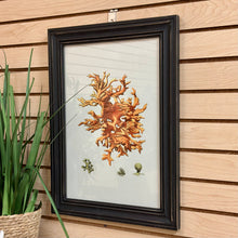 Load image into Gallery viewer, Framed Coral Art II
