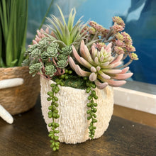 Load image into Gallery viewer, Succulent In Text. White Bowl II
