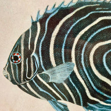 Load image into Gallery viewer, Oval Fish Print II Art
