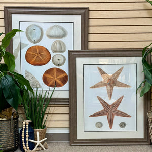 Sea Urchin Framed Art