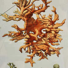 Load image into Gallery viewer, Framed Coral Art II
