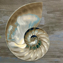 Load image into Gallery viewer, Blue/Grey Nautilus I
