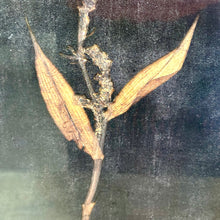 Load image into Gallery viewer, Set/4 Black Framed Botanical Prints
