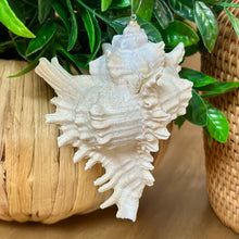 Load image into Gallery viewer, Glitter Shell Ornament
