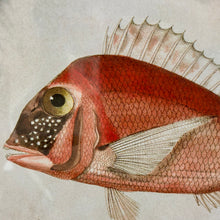 Load image into Gallery viewer, Oval Fish Print V Art
