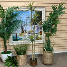 Load image into Gallery viewer, Tall Aloe Plant
