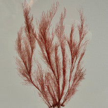 Load image into Gallery viewer, Botanical Print III Art
