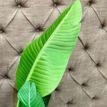 Load image into Gallery viewer, Faux Palm Plant
