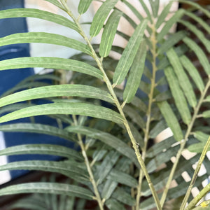 Palm In Bronze Pot