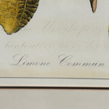 Load image into Gallery viewer, Framed Lemons Art
