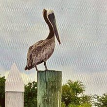 Load image into Gallery viewer, Pelican Photography on Canvas
