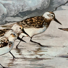 Load image into Gallery viewer, Sandpipers On Shore Canvas
