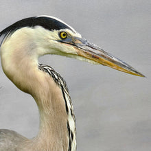 Load image into Gallery viewer, Right Lookout Heron Giclee
