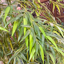 Load image into Gallery viewer, Tall Potted Tree
