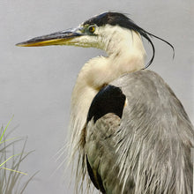 Load image into Gallery viewer, Left Lookout Heron Giclee
