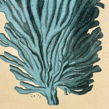 Load image into Gallery viewer, Framed Aqua Coral
