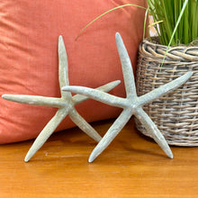 Load image into Gallery viewer, Blue-Grey Starfish
