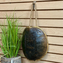 Load image into Gallery viewer, Turtle Shell Decor
