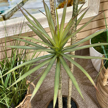 Load image into Gallery viewer, Tall Aloe Plant
