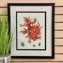 Load image into Gallery viewer, Framed Coral Art II
