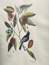 Load image into Gallery viewer, Mark Catesby &#39;Blue Grosbeak&#39; Art
