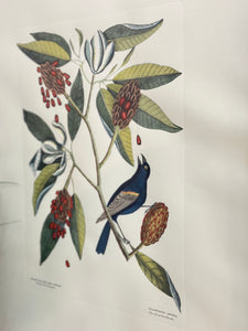 Mark Catesby 'Blue Grosbeak' Art