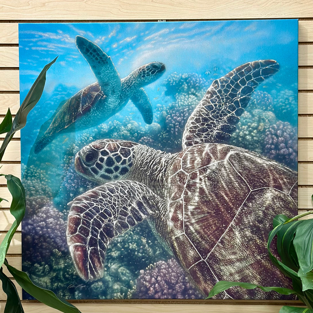 Underwater Sea Turtles