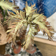 Load image into Gallery viewer, Dumay Gorham Palm Tree Sculpture

