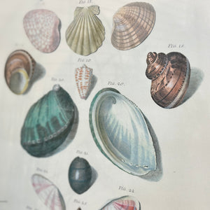 F M. Regenfuss 'Choix de Coquillages' II