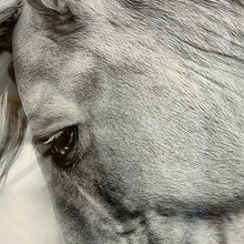 Load image into Gallery viewer, Framed Horse Print I
