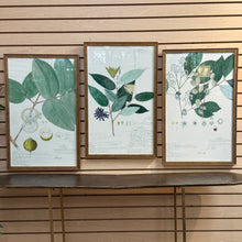 Load image into Gallery viewer, Gold Framed Botanical II
